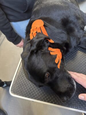 Cursus Medical taping eigen hond(en)